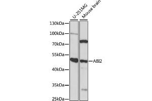 Western blot analysis of extracts of various cell lines, using  antibody (ABIN7265360) at 1:1000 dilution. (ABI2 抗体  (AA 100-200))