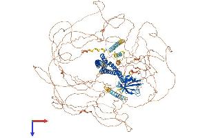 Shroom Family Member 4 (SHROOM4) (AA 1-1475) protein (His tag)