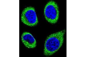 Confocal immunofluorescent analysis of AGBL5 Antibody (N-term)(Cat#AP50109PU-N) with U-251MG cell followed by Alexa Fluor 488-conjugated goat anti-rabbit lgG (green). (AGBL5 抗体  (N-Term))