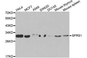 Western blot analysis of extracts of various cell lines, using SFRS1 antibody. (SRSF1 抗体  (pSer1))