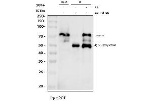 Immunoprecipitating (IP) PRC1 in 293T whole cell lysate.