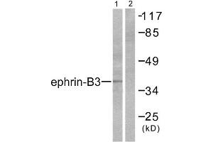 Western Blotting (WB) image for anti-Ephrin B3 (EFNB3) (C-Term) antibody (ABIN1848524) (Ephrin B3 抗体  (C-Term))
