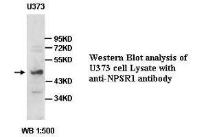 Image no. 1 for anti-Neuropeptide S Receptor 1 (NPSR1) antibody (ABIN791225) (NPSR1 抗体)