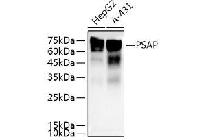 Western Blotting (WB) image for anti-Prosaposin (PSAP) (AA 60-310) antibody (ABIN3022606)