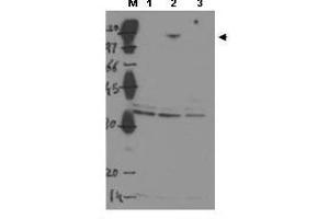 Image no. 1 for anti-Tumor Protein P53 Binding Protein 2 (TP53BP2) (Internal Region) antibody (ABIN299504) (TP53BP2 抗体  (Internal Region))