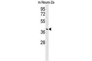 CASC4 Antibody (C-term) western blot analysis in mouse Neuro-2a cell line lysates (35µg/lane). (CASC4 抗体  (C-Term))