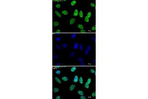 Histone H3 acetyl Lys18 antibody tested by immunofluorescence.