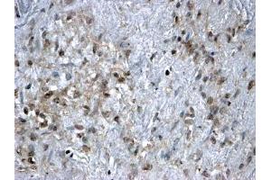 ABIN185040 (2µg/ml) staining of paraffin embedded Human Ovary. (FOXL2 抗体  (C-Term))