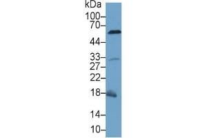 Rabbit Detection antibody from the kit in WB with Positive Control: Sample Mouse Liver lysate. (Caspase 8 ELISA 试剂盒)