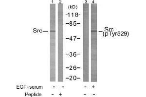 Image no. 1 for anti-Nuclear Receptor Coactivator 1 (NCOA1) (Tyr529) antibody (ABIN197376) (NCOA1 抗体  (Tyr529))
