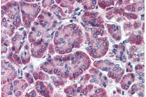 Human Pancreas (formalin-fixed, paraffin-embedded) stained with FBXO9 antibody ABIN214347 at 5 ug/ml followed by biotinylated goat anti-rabbit IgG secondary antibody ABIN481713, alkaline phosphatase-streptavidin and chromogen. (FBXO9 抗体  (AA 431-447))