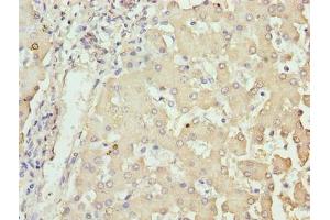 Immunohistochemistry of paraffin-embedded human liver tissue using ABIN7162026 at dilution of 1:100
