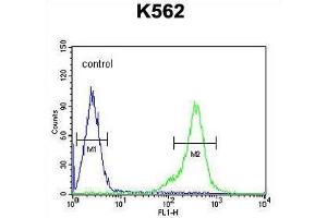 TEX13B Antibody (C-term) flow cytometric analysis of K562 cells (right histogram) compared to a negative control cell (left histogram). (TEX13B 抗体  (C-Term))