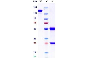 Anti-CD20 Reference Antibody (TRU-015) on SDS-PAGE under reducing (R) condition.