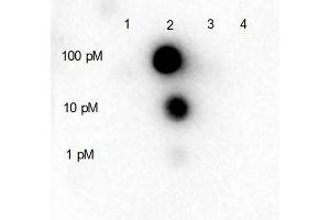 Dot blot for Rabbit Anti-HDAC5 (internal) Antibody. (HDAC5 抗体  (pSer661))