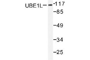 Image no. 1 for anti-Ubiquitin-Like Modifier Activating Enzyme 7 (UBA7) antibody (ABIN271972) (UBA7 抗体)