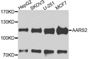 Western blot analysis of extracts of various cell lines, using AARS2 antibody. (AARS2 抗体)