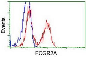 Image no. 5 for anti-Fc gamma RII (CD32) antibody (ABIN1497255) (Fc gamma RII (CD32) 抗体)