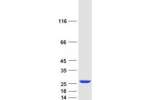 Western Blotting (WB) image for Proteasome (Prosome, Macropain) 26S Subunit, Non-ATPase, 10 (PSMD10) (Transcript Variant 1) protein (Myc-DYKDDDDK Tag) (ABIN2729973)