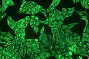 Immunocytochemistry staining of cytokeratins in Hep-2 cells using pan-cytokeratin antibody C-11 ((ABIN94275), diluted 1:400), detected with GAM IgG-Alexa Fluor488 (diluted 1:200, green). (pan Keratin 抗体)
