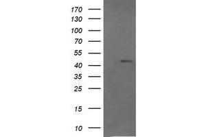 Image no. 2 for anti-Ras Association (RalGDS/AF-6) Domain Family (N-terminal) Member 8 (RASSF8) antibody (ABIN1500619) (RASSF8 抗体)