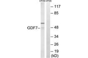 Western blot analysis of extracts from HT-29 cells, using GDF7 Antibody. (GDF7 抗体  (AA 191-240))