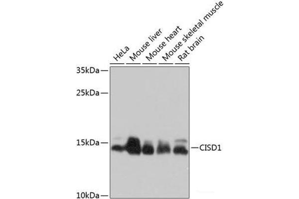 CISD1 Antikörper