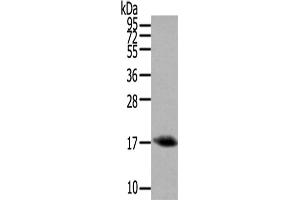Western Blotting (WB) image for anti-Orexin (OX) antibody (ABIN5957320) (Orexin 抗体)
