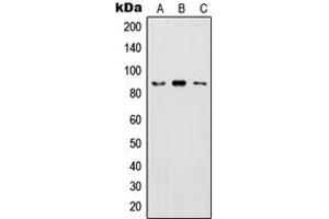 Western blot analysis of IKK beta (pY199) expression in HeLa LPS-treated (A), Raw264. (IKBKB 抗体  (pTyr199))