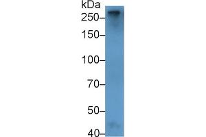 Detection of F5 in Rat Plasma using Polyclonal Antibody to Coagulation Factor V (F5) (Coagulation Factor V 抗体  (AA 1944-2099))