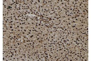 ABIN6273245 at 1/100 staining Mouse liver tissue by IHC-P. (Foxo6 抗体)