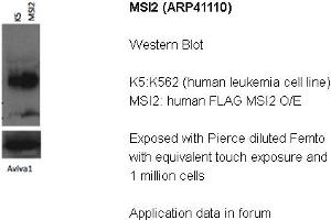 Image no. 2 for anti-Musashi Homolog 2 (MSI2) (N-Term) antibody (ABIN2776628) (MSI2 抗体  (N-Term))