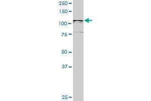 USP33 MaxPab rabbit polyclonal antibody. (USP33 抗体  (AA 1-911))