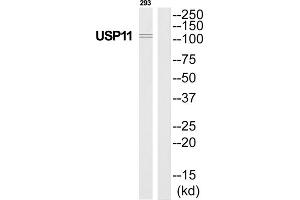 Western Blotting (WB) image for anti-Ubiquitin Specific Peptidase 11 (USP11) (Internal Region) antibody (ABIN1852326) (USP11 抗体  (Internal Region))
