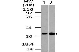 Image no. 1 for anti-DNA-Damage Regulated Autophagy Modulator 1 (DRAM1) (AA 1-230) antibody (ABIN5027168) (DRAM 抗体  (AA 1-230))