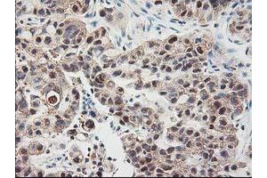 Image no. 12 for anti-NIF3 NGG1 Interacting Factor 3-Like 1 (NIF3L1) antibody (ABIN1496615) (NIF3L1 抗体)