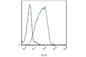 Mouse kidney cells probed with Rabbit Anti-EphB6 Polyclonal Antibody . (EPH Receptor B6 抗体  (AA 551-650))