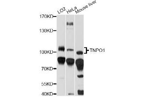 Western blot analysis of extracts of various cell lines, using TNPO1 antibody (ABIN6294176) at 1:1000 dilution. (Transportin 1 抗体)