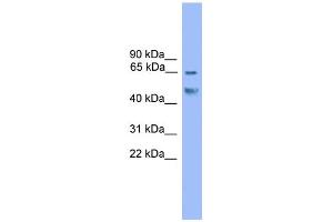 WB Suggested Anti-Runx2 Antibody Titration:  0. (RUNX2 抗体  (C-Term))
