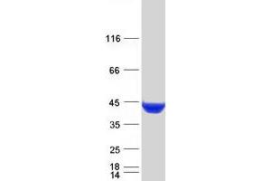 Western Blotting (WB) image for Cystathionase (Cystathionine gamma-Lyase) (CTH) (Transcript Variant 1) protein (Myc-DYKDDDDK Tag) (ABIN2712610)