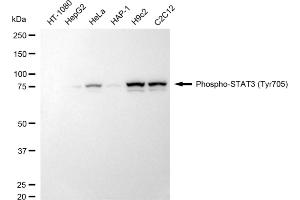 Western blotting analysis using phospho-STAT3 (Tyr705) antibody (ABIN7800340).