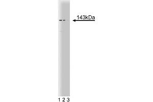 Western blot analysis of PEX1 on a HCT-8 cell lysate (Human colorectal adenocarcinoma, ATCC CCL-244). (PEX1 抗体  (AA 1049-1256))
