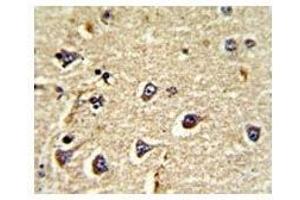 IHC analysis of FFPE human brain tissue stained with CD166 antibody (CD166 抗体  (AA 58-87))