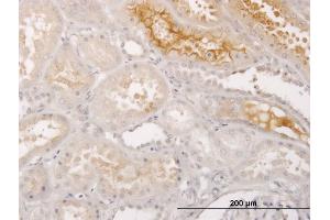 Immunoperoxidase of monoclonal antibody to S100A5 on formalin-fixed paraffin-embedded human kidney. (S100A5 抗体  (AA 1-90))