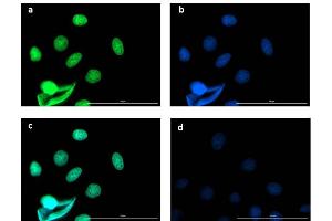 Immunofluorescence microscopy using Fluorescent anti-rabbit IgG Immunofluorescence microscopy of BCL3 in Caco-2 cells using FITC-conjugated Fluorescent anti-rabbit IgG for detection. (Fluorescent TrueBlot®: Anti-兔 IgG Fluorescein)