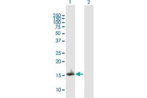 Western Blot analysis of NDUFA13 expression in transfected 293T cell line by NDUFA13 MaxPab polyclonal antibody. (NDUFA13 抗体  (AA 1-144))