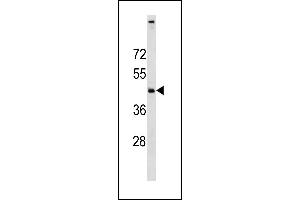C11orf24 Antibody (N-term) (ABIN1881123 and ABIN2843210) western blot analysis in SK-BR-3 cell line lysates (35 μg/lane). (C11orf24 抗体  (N-Term))
