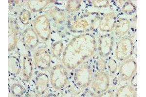 Immunohistochemistry of paraffin-embedded human kidney tissue using ABIN7171561 at dilution of 1:100 (TAF1C 抗体  (AA 70-320))