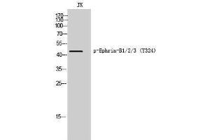 Western Blotting (WB) image for anti-Ephrin B1/B2/B3 (pTyr324) antibody (ABIN3182691) (Ephrin B1/B2/B3 (pTyr324) 抗体)