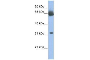C11ORF54 antibody used at 1 ug/ml to detect target protein. (C11orf54 抗体  (N-Term))